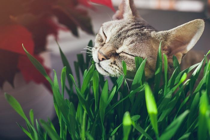 A close-up of a contented tabby cat nibbling on a patch of vibrant cat grass, surrounded by verdant leaves.