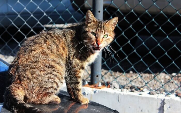 A cat with striking green eyes, capturing the beauty and intensity of its gaze.