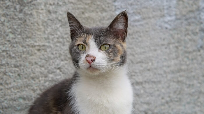 Cat with a nose infection.