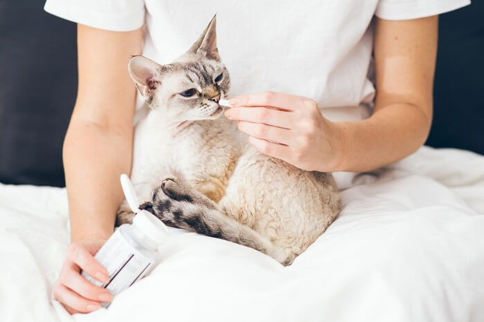 cat receiving a medication