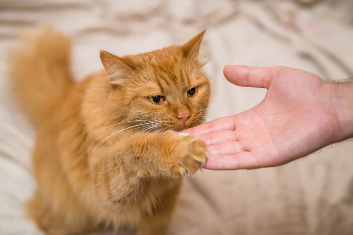 Cat in training session with a human