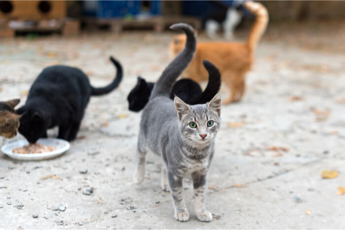 Feral cat colony