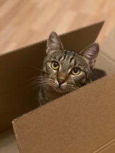 cat inside the cardboard