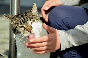 cat licking a man hands