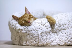 cat sleeping well on a cat bed