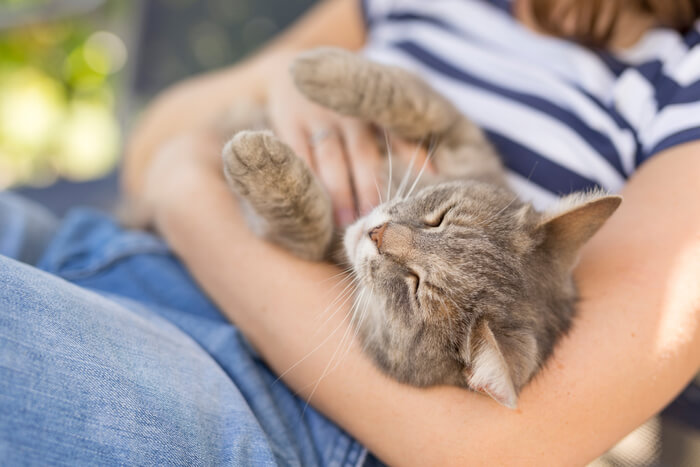 Cuddling cat