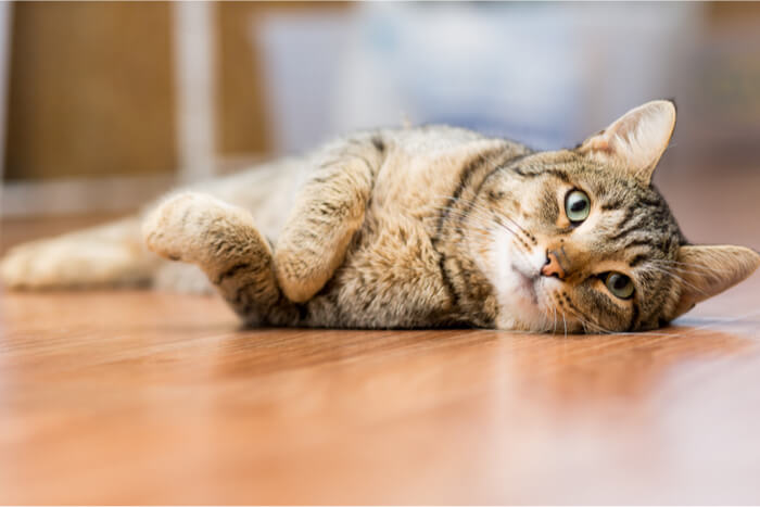 Cat lying on floor