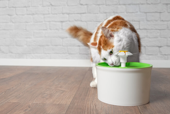 Cat drinking water from pet fountain 