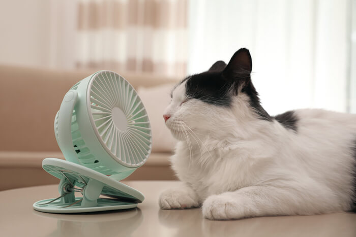 Cat fan