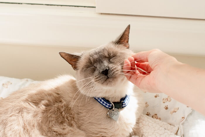 Petting a cat with a collar