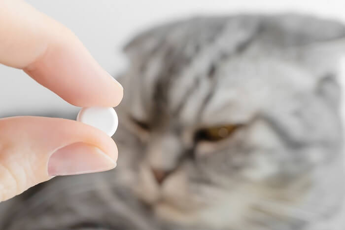 Cautionary image of a cat beside a container of aspirin, highlighting the potential danger of human medications to feline health and the importance of keeping such substances out of their reach.