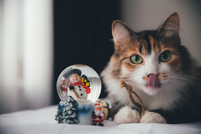 a cat curiously observing a snow globe