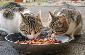 two cats eating wet cat food