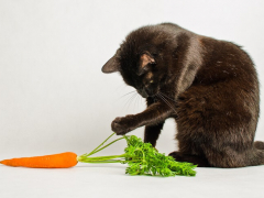 Cat playfully interacting with a carrot