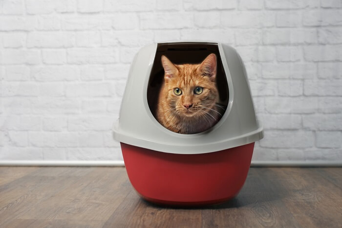 The image depicts a typical cat litter box, a vital component of feline care and hygiene for waste elimination and comfort.