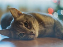 cat sleeping on a floor