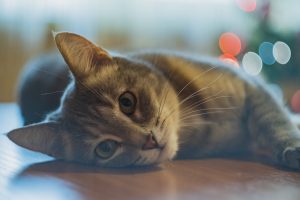 cat sleeping on floor