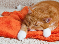 carbon monoxide poisoning in cats feature