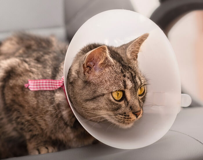 Cat wearing a cone 