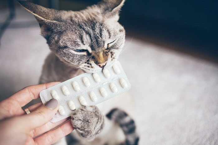 Cat supplement product display. The image showcases a cat supplement, suggesting a supplementary product designed to support feline health and well-being.