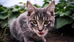 cat sticking out tongue