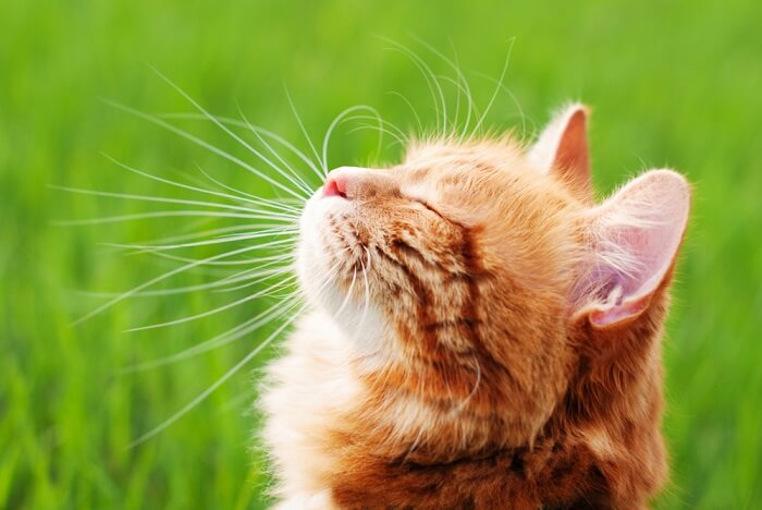 Orange kitten on green grass background