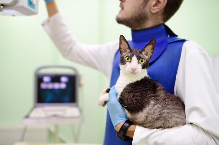 A medical image showing a tumor in a cat, highlighting the importance of early diagnosis and veterinary care.