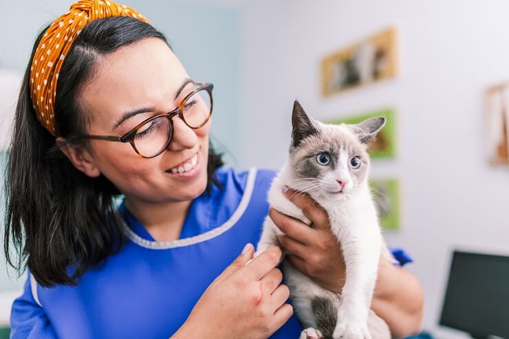 veterinarian holding a cat