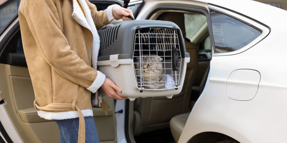 Woman holding carrier with cute Scottish fold cat 