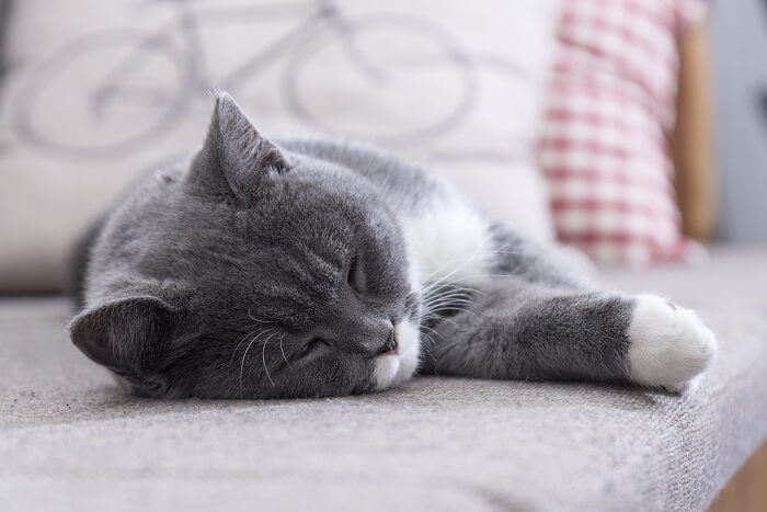 cat sleeping on the bed