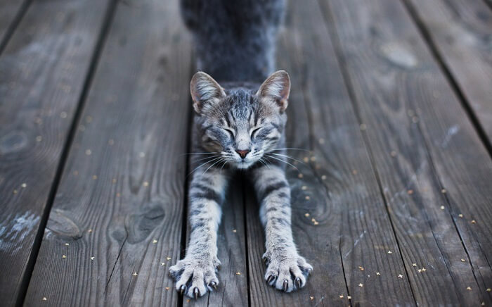 A graceful cat captured mid-stretch, showcasing its flexibility and elegance as it extends its body, a natural behavior that helps maintain its muscles and keep agile.