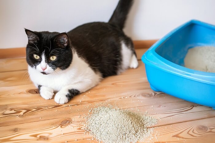 Cat using the litter box.