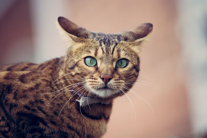 A bengal cat with green eyes looking at the camera.