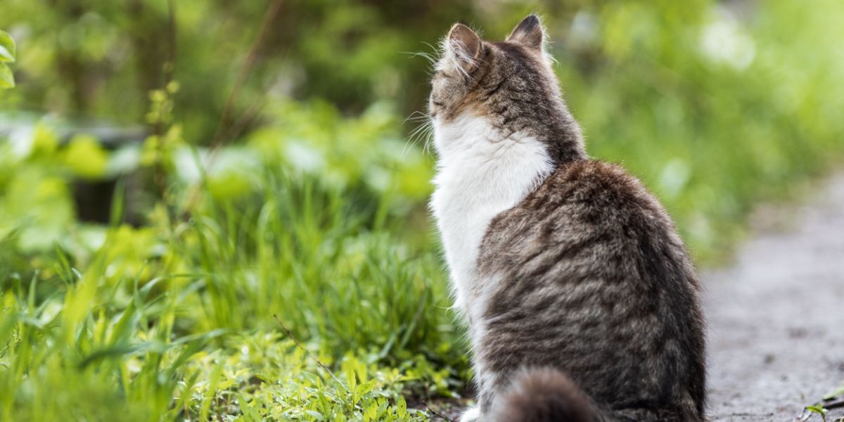 domestic cat sits with its back on the path