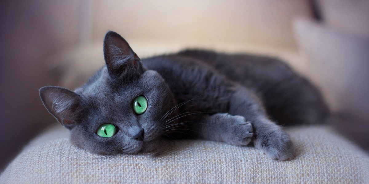 grey cat with green cats sleeping on sofa