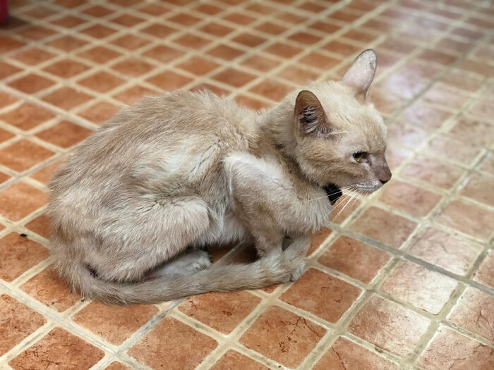 A thin and emaciated cat with visible ribs and a gaunt appearance, indicating possible malnutrition or health issues.