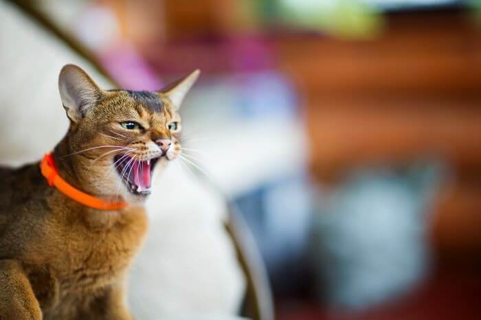 Fear aggression in cats