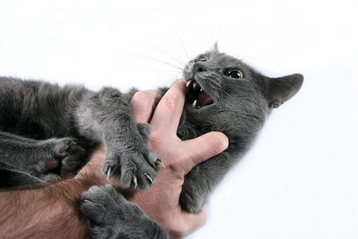 An image related to petting aggression in cats, illustrating a behavior issue that some felines may display during petting or handling.