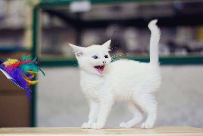 Image illustrating play aggression in cats, depicting a playful interaction that can sometimes escalate into energetic and feisty behavior.