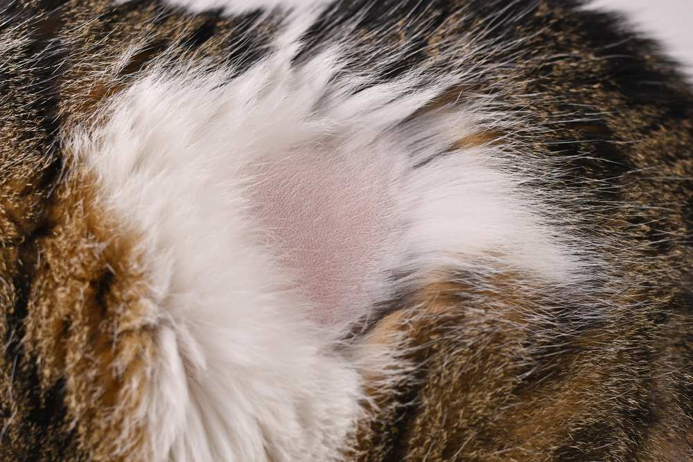 cat bald fur