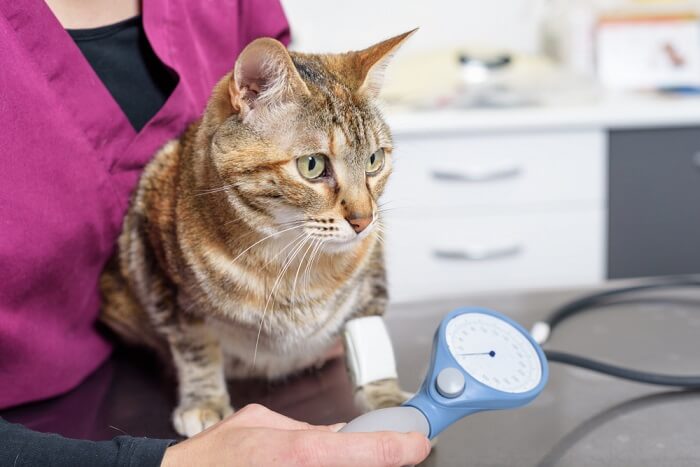 An informative image illustrating the measurement of a cat's blood pressure, showcasing a veterinary professional using a blood pressure cuff to monitor the cat's cardiovascular health, highlighting the importance of regular check-ups for overall well-being.