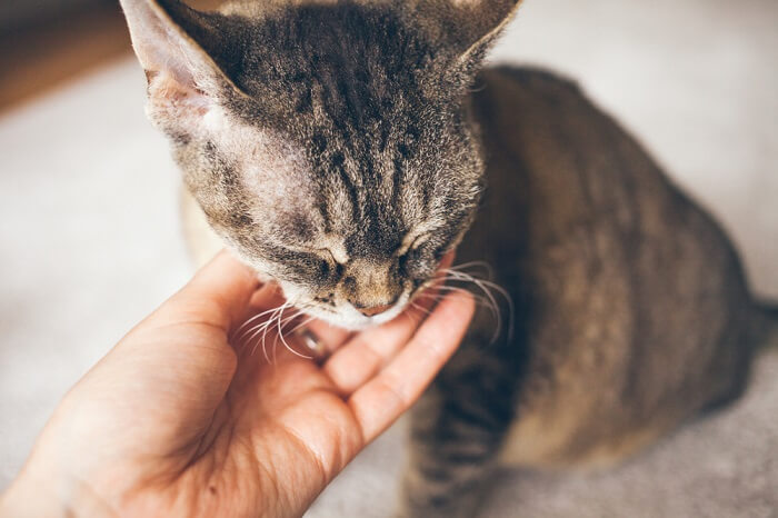 cat sitting with closed eyes, being petted