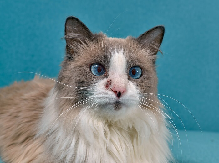 a cat experiencing a skin allergy, with redness, irritation, and discomfort evident on its fur and skin. 