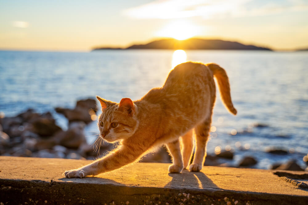 ginger cat personality