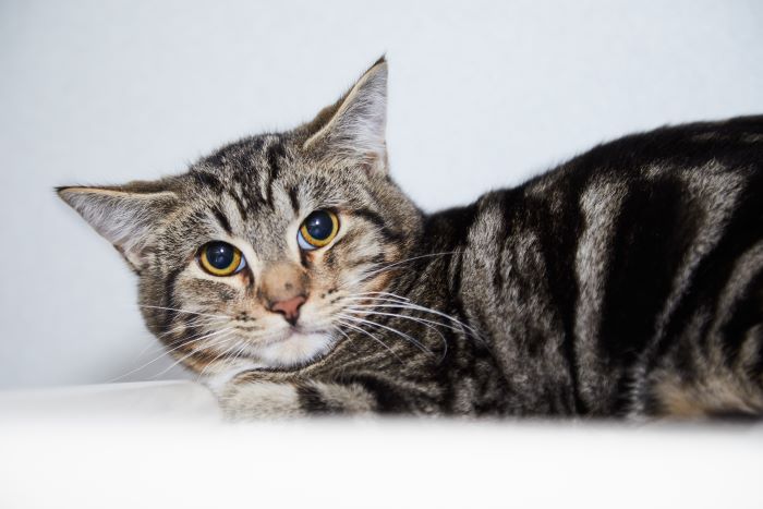 An evocative image capturing a fearful cat staring wide-eyed, its posture tense and cautious, showcasing a moment of heightened alertness and vulnerability.