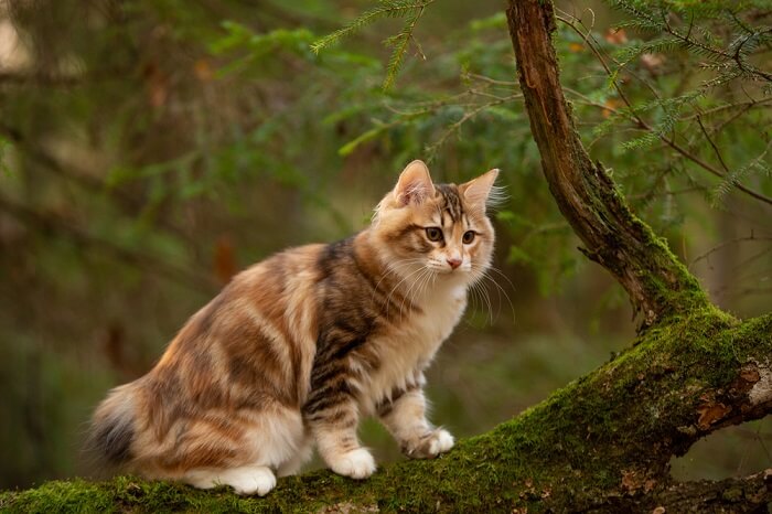 Kurilian Bobtail