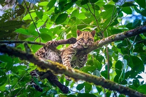 Margay cat