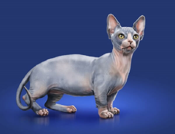 Minskin cat