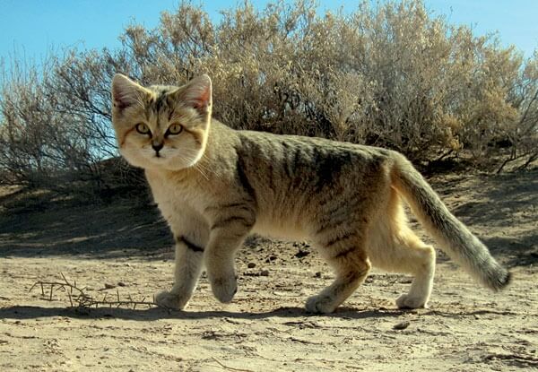 Sand Cat cat