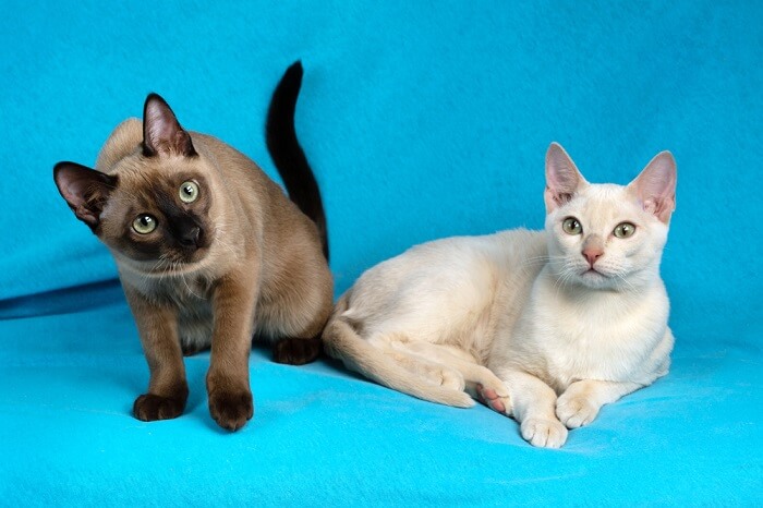 Tonkinese cat